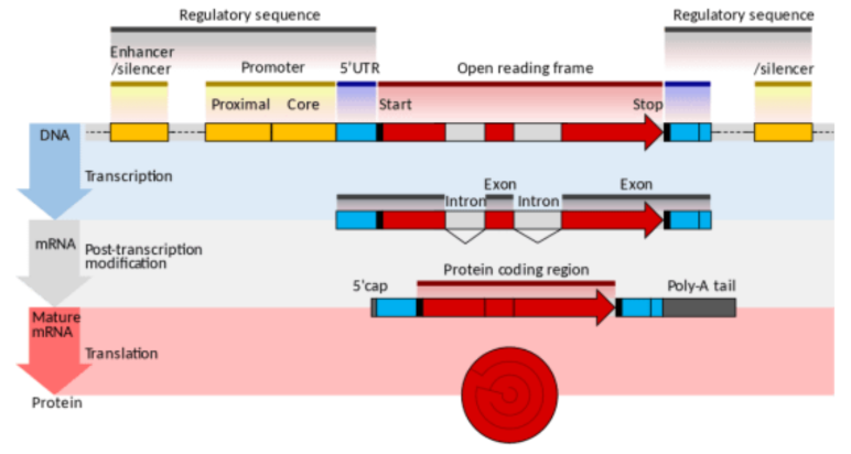 Skema ekspresi gen eukariota: transkripsi, splicing, capping, dan poliadenilasi
