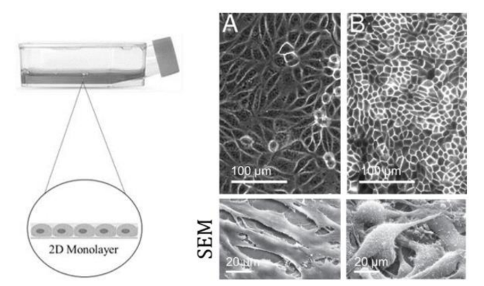 Perbandingan morfologi sel kultur normal A dan sel kanker B