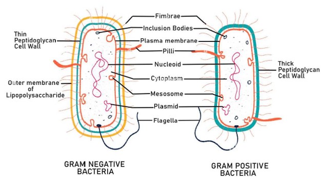 Perbandingan struktur sel bakteri Gram positif dan Gram negatif