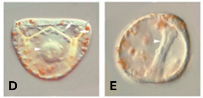 Eksperimen injeksi mRNA act-beta-catenin