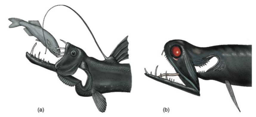 Morfologi Ikan Mesopelagik