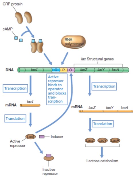 Ilustrasi sistem operon lac dan cAMP-CRP
